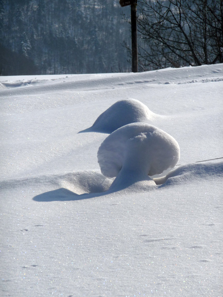 Des champignons de neige ont pouss autour du refuge du Chioula