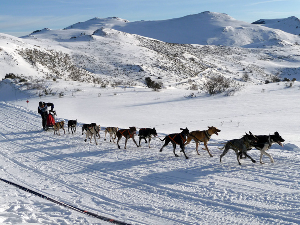 La pirena, course pyrnenne de chiens de traineaux