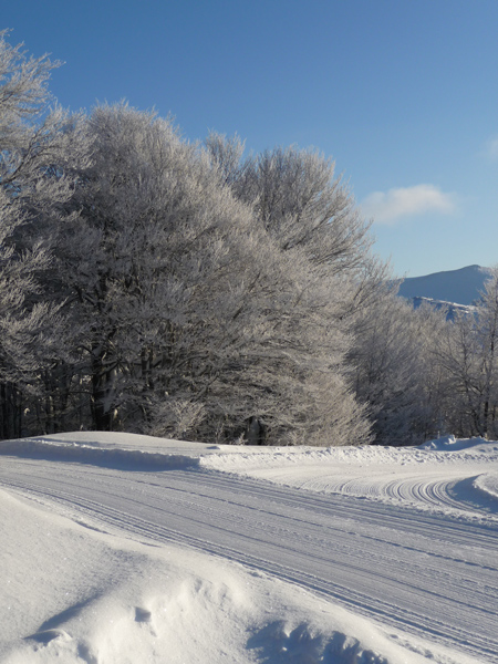 Ambiance hivernale sur les pistes de ski de fond.